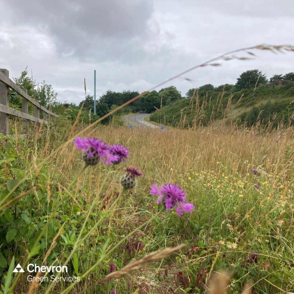 Introducing the wonderful world of Edge Habitats | Chevron Green Services